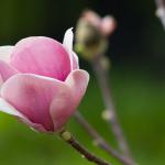 Magnolia Serene
