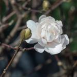 Magnolia stellata Silvia