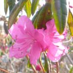 Rhododendron dauricum Ostara