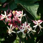 Clerodendron trichotomum fargesii