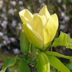 Magnolia Yellow Bird